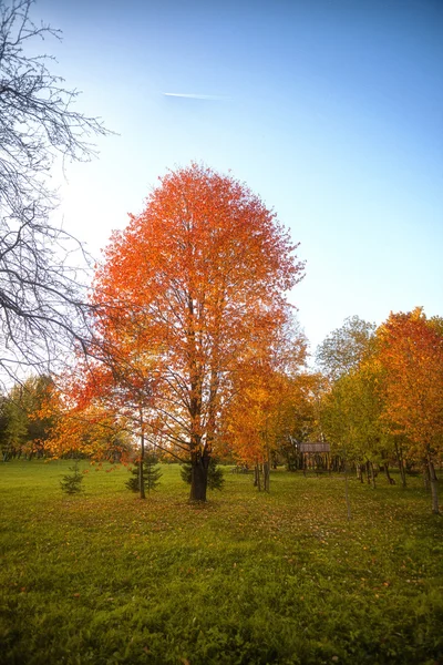 Hojas doradas en rama, madera otoñal con rayos de sol — Foto de Stock