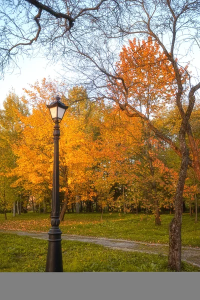 Goldene Blätter am Ast, Herbstholz mit Sonnenstrahlen — Stockfoto