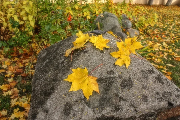 Желтые листья на осенних деревьях под солнцем — стоковое фото