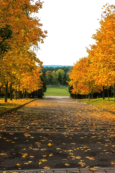 Alley strødd med høstløv i høstparken – stockfoto