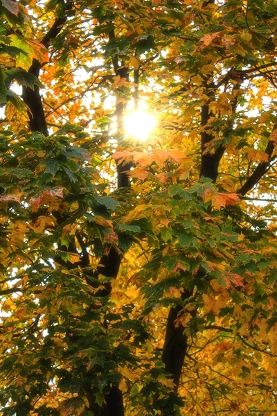 Hojas amarillas en árboles otoñales al sol — Foto de Stock