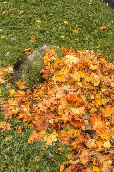 Желтые листья на осенних деревьях под солнцем — стоковое фото
