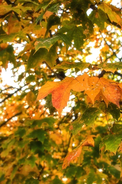 Feuilles jaunes sur les arbres d'automne au soleil Photo De Stock