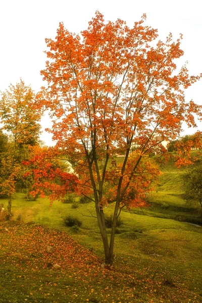 Callejón sembrado de hojas de otoño en el parque de otoño — Foto de Stock