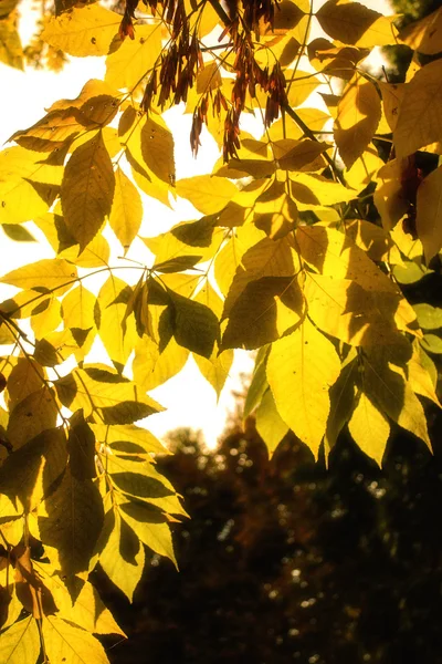 Žluté listy na podzim stromy na slunci — Stock fotografie