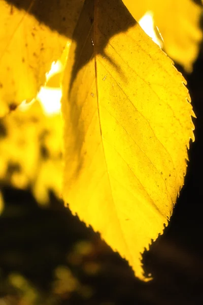 Folhas amarelas em árvores de outono ao sol — Fotografia de Stock