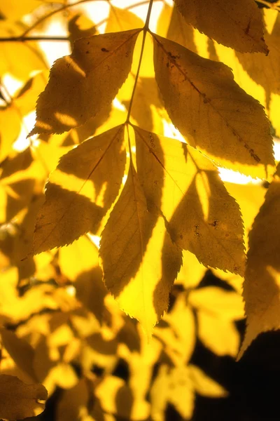 Gelbe Blätter an Herbstbäumen in der Sonne lizenzfreie Stockbilder
