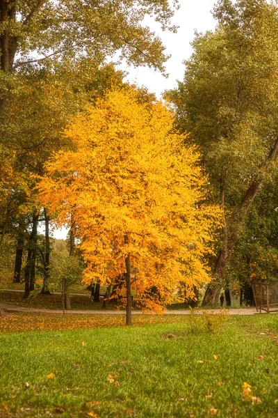 Sarı sonbahar ağaç parkta yaprak