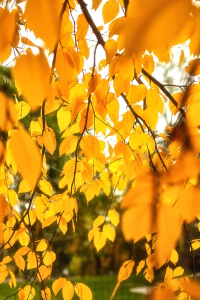 Zlaté barevné listí na stromě na podzim — Stock fotografie