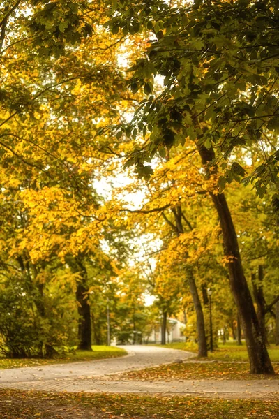 Høsttre med gule blader i parken – stockfoto