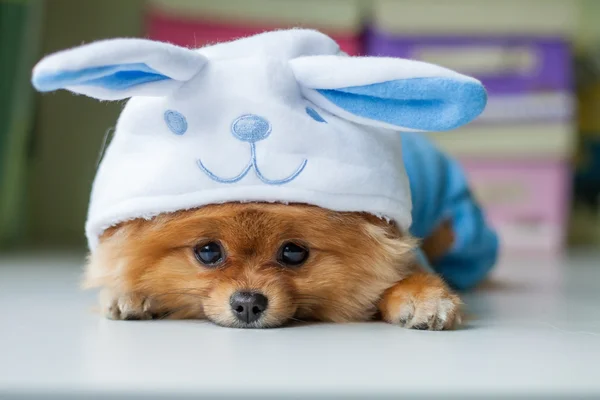 Pomeranian puppy in a funny bunny suit — Stock Photo, Image