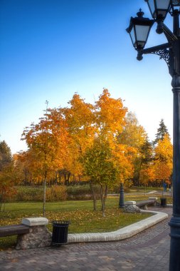 Sarı sonbahar ağaç parkta yaprak