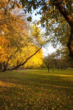 Sarı sonbahar ağaç parkta yaprak