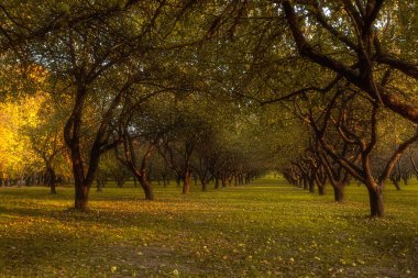 Sonbahar park ağaçlar Sarı yaprakları ile sokakta