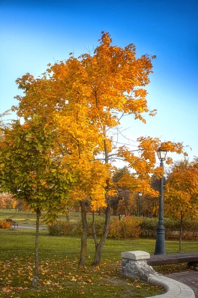 Árbol de otoño con hojas amarillas en el parque —  Fotos de Stock