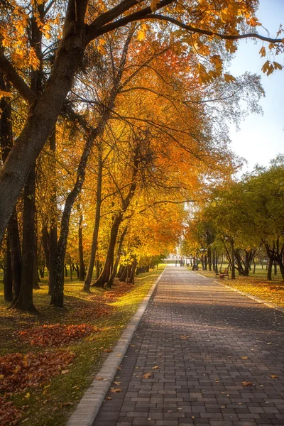 Callejón en el parque de otoño árboles con hojas amarillas — Foto de Stock