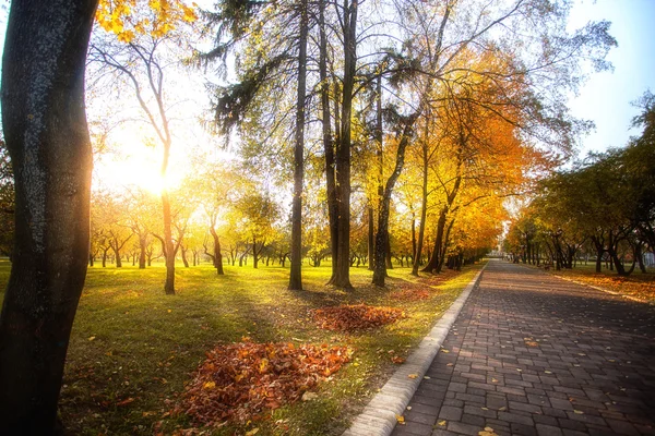 Beco no parque de outono árvores com folhas amarelas — Fotografia de Stock