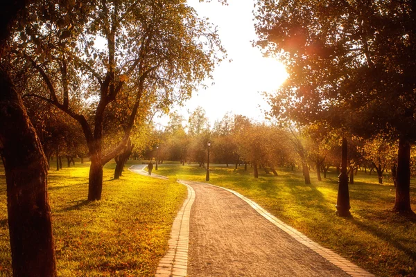 Vicolo nel parco autunnale alberi con foglie gialle — Foto Stock