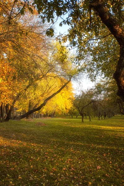 Podzimní strom se žlutými listy v parku — Stock fotografie