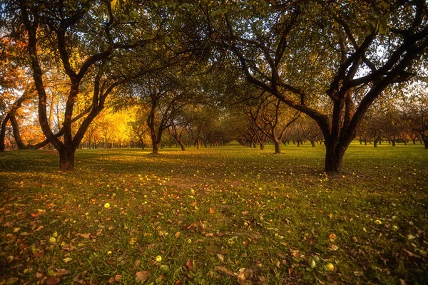 Sonbahar park ağaçlar Sarı yaprakları ile sokakta