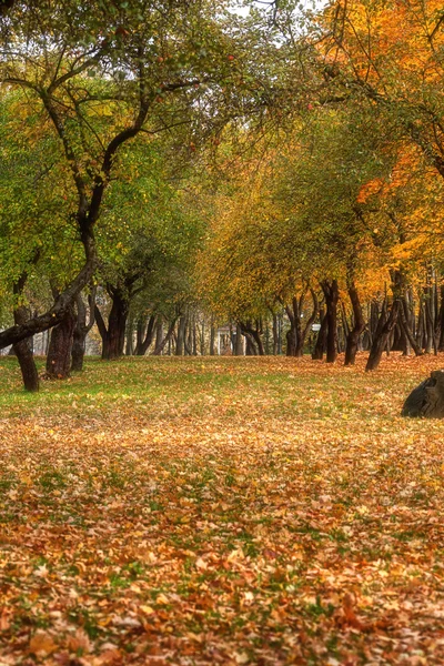 Sonbahar park ağaçlar Sarı yaprakları ile sokakta — Stok fotoğraf