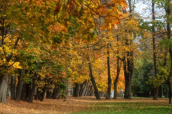 Gasse im herbstlichen Park Bäume mit gelben Blättern — Stockfoto