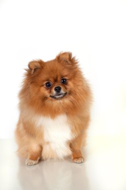 beyaz zemin üzerine Pomeranian köpek yavrusu