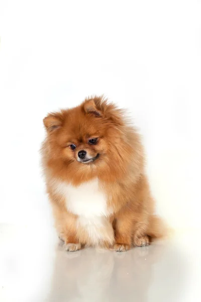 Beyaz zemin üzerine Pomeranian köpek yavrusu — Stok fotoğraf