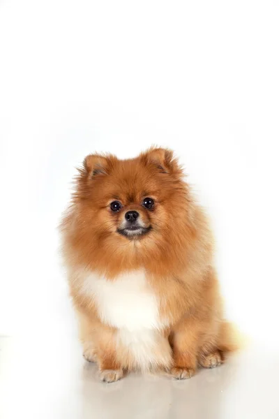 Cachorrinho da Pomerânia no fundo branco — Fotografia de Stock