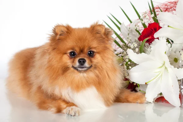 꽃의 꽃다발의 배경에 Pomeranian 강아지 — 스톡 사진