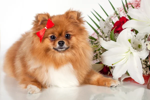 Pomeranian cachorro sobre un fondo de un ramo de flores — Foto de Stock