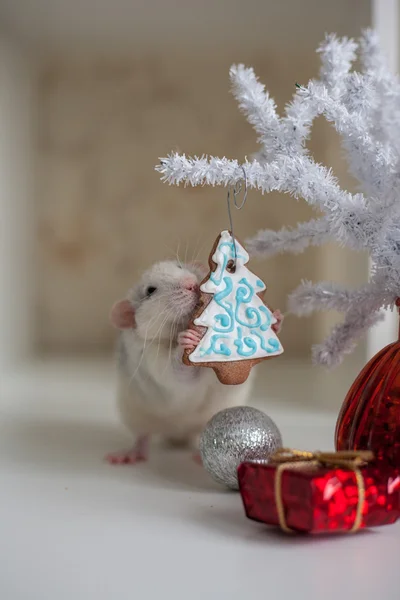 Linda rata divertida sobre un fondo de decoraciones de Navidad —  Fotos de Stock