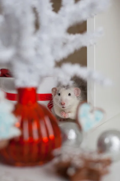 Mignon rat drôle sur un fond de décorations de Noël — Photo