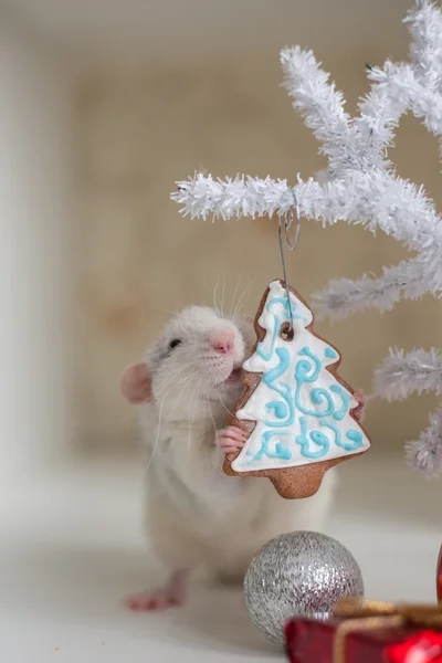 Mignon rat drôle sur un fond de décorations de Noël Photos De Stock Libres De Droits