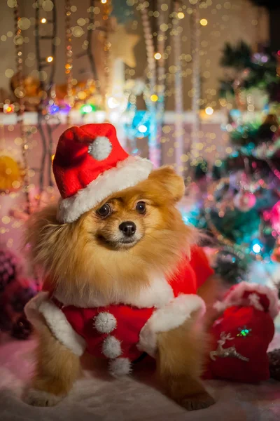 Pomeranian in santa clothing on a background of Christmas decorations — Stock Photo, Image