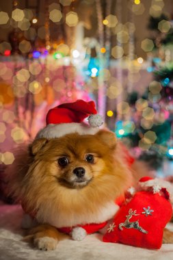 Pomeranian Noel süslemeleri bir arka plan üzerinde Noel Baba kılığına girmiş
