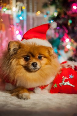 Pomeranian Noel süslemeleri bir arka plan üzerinde Noel Baba kılığına girmiş