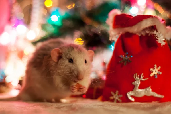 Rata casera decorativa sobre un fondo de decoraciones navideñas —  Fotos de Stock