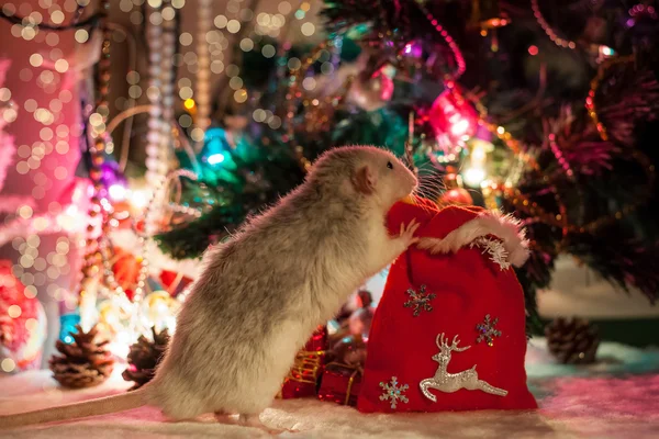 Decoratieve home rat op een achtergrond van kerstversiering — Stockfoto