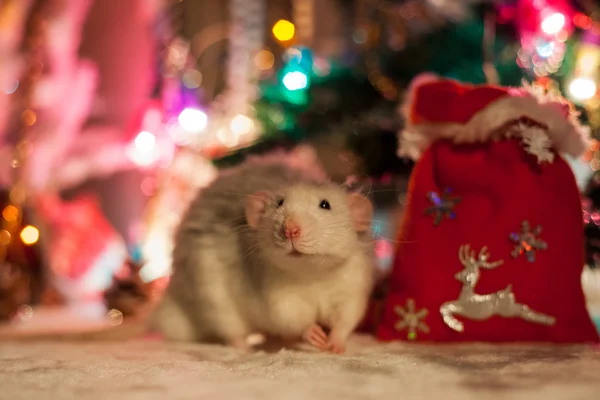 Rata casera decorativa sobre un fondo de decoraciones navideñas — Foto de Stock