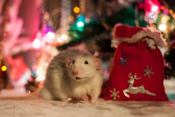 圣诞装饰品背景装饰家鼠 — 图库照片