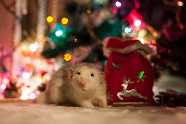 Rata casera decorativa sobre un fondo de decoraciones navideñas —  Fotos de Stock