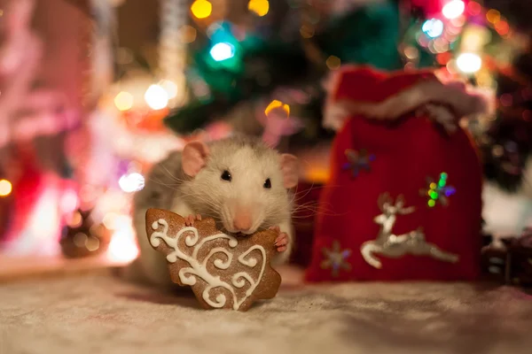 Rata casera decorativa sobre un fondo de decoraciones navideñas —  Fotos de Stock