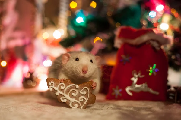 Rata casera decorativa sobre un fondo de decoraciones navideñas — Foto de Stock