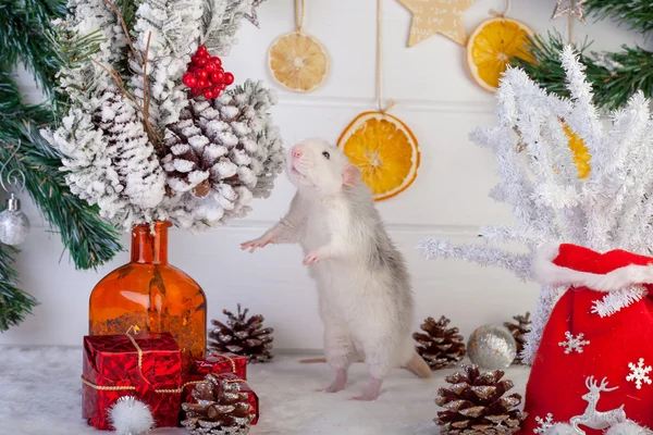 Rat mignon décoratif sur un fond de décorations de Noël — Photo