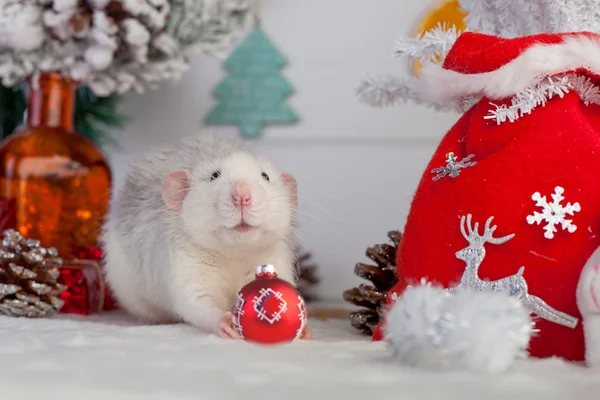 Dekorativa söt råtta på en bakgrund av juldekorationer — Stockfoto
