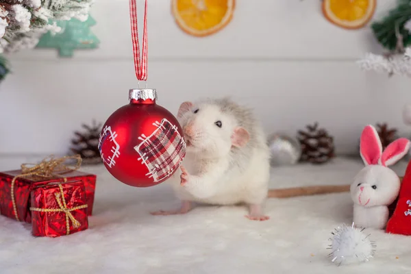 Rata linda decorativa sobre un fondo de decoraciones navideñas —  Fotos de Stock