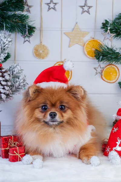 Pomeranian em santa roupa em um fundo de decorações de Natal — Fotografia de Stock