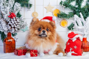 Pomeranian Noel süslemeleri bir arka plan üzerinde Noel Baba kılığına girmiş