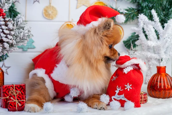 Pomeranian em santa roupa em um fundo de decorações de Natal — Fotografia de Stock